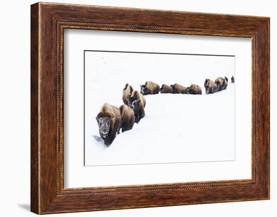 Bison, winter migration-Ken Archer-Framed Photographic Print