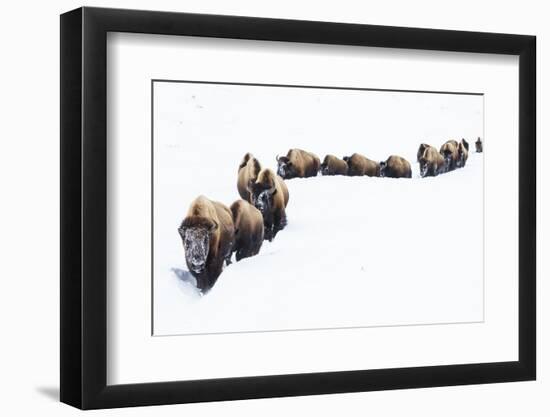 Bison, winter migration-Ken Archer-Framed Photographic Print