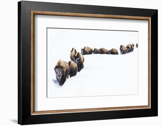 Bison, winter migration-Ken Archer-Framed Photographic Print