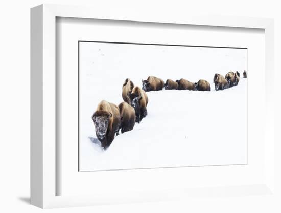 Bison, winter migration-Ken Archer-Framed Photographic Print