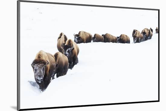 Bison, winter migration-Ken Archer-Mounted Photographic Print