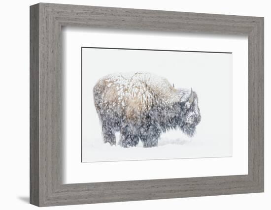 Bison, winter storm-Ken Archer-Framed Photographic Print
