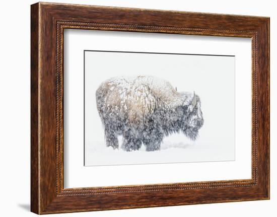 Bison, winter storm-Ken Archer-Framed Photographic Print