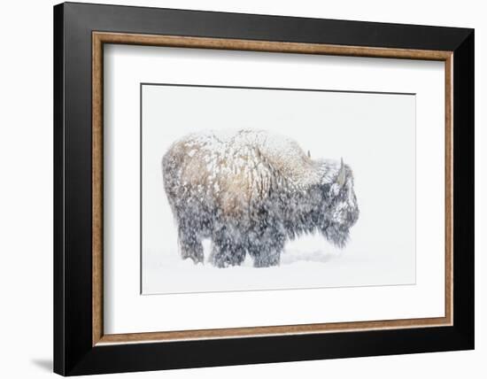 Bison, winter storm-Ken Archer-Framed Photographic Print