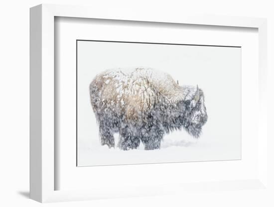 Bison, winter storm-Ken Archer-Framed Photographic Print