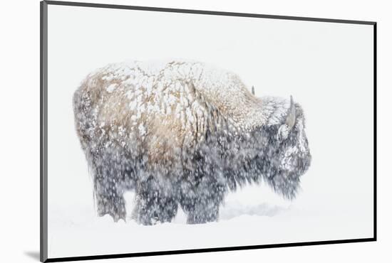 Bison, winter storm-Ken Archer-Mounted Photographic Print