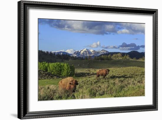 Bison with Mountains (YNP)-Galloimages Online-Framed Photographic Print