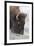 Bison, Yellowstone National Park, Montana, Wyoming-Adam Jones-Framed Premium Photographic Print