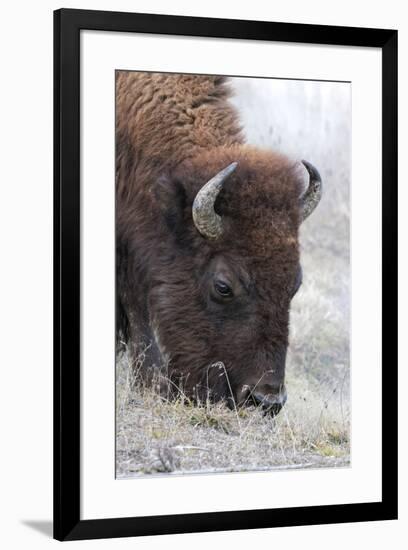 Bison, Yellowstone National Park, Montana, Wyoming-Adam Jones-Framed Premium Photographic Print