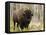 Bison, Yellowstone National Park, UNESCO World Heritage Site, Wyoming, USA-Pitamitz Sergio-Framed Premier Image Canvas