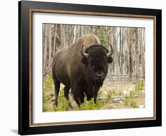 Bison, Yellowstone National Park, UNESCO World Heritage Site, Wyoming, USA-Pitamitz Sergio-Framed Photographic Print