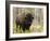 Bison, Yellowstone National Park, UNESCO World Heritage Site, Wyoming, USA-Pitamitz Sergio-Framed Photographic Print