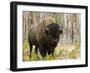 Bison, Yellowstone National Park, UNESCO World Heritage Site, Wyoming, USA-Pitamitz Sergio-Framed Photographic Print