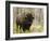 Bison, Yellowstone National Park, UNESCO World Heritage Site, Wyoming, USA-Pitamitz Sergio-Framed Photographic Print