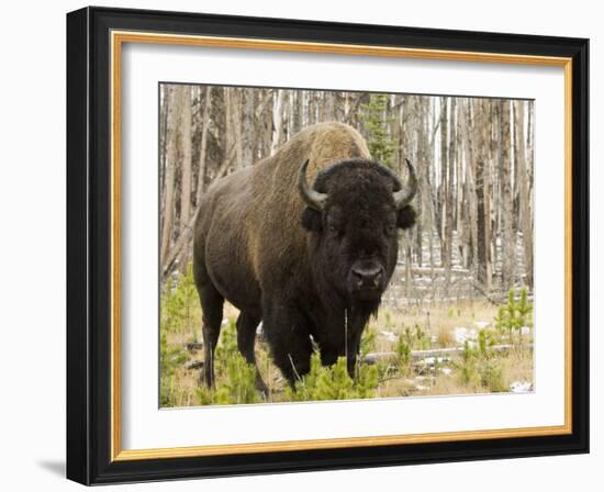 Bison, Yellowstone National Park, UNESCO World Heritage Site, Wyoming, USA-Pitamitz Sergio-Framed Photographic Print