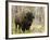 Bison, Yellowstone National Park, UNESCO World Heritage Site, Wyoming, USA-Pitamitz Sergio-Framed Photographic Print