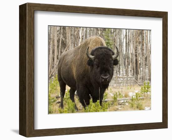 Bison, Yellowstone National Park, UNESCO World Heritage Site, Wyoming, USA-Pitamitz Sergio-Framed Photographic Print