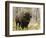 Bison, Yellowstone National Park, UNESCO World Heritage Site, Wyoming, USA-Pitamitz Sergio-Framed Photographic Print