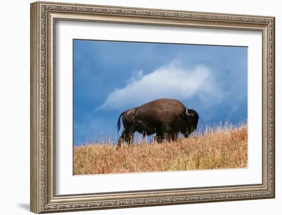 Bison, Yellowstone National Park, Wyoming II-Art Wolfe-Framed Giclee Print