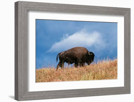 Bison, Yellowstone National Park, Wyoming II-Art Wolfe-Framed Giclee Print