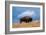 Bison, Yellowstone National Park, Wyoming II-Art Wolfe-Framed Giclee Print