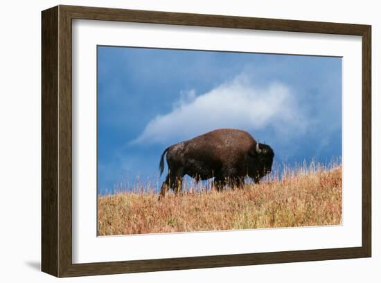 Bison, Yellowstone National Park, Wyoming II-Art Wolfe-Framed Giclee Print