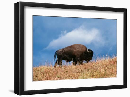 Bison, Yellowstone National Park, Wyoming II-Art Wolfe-Framed Giclee Print