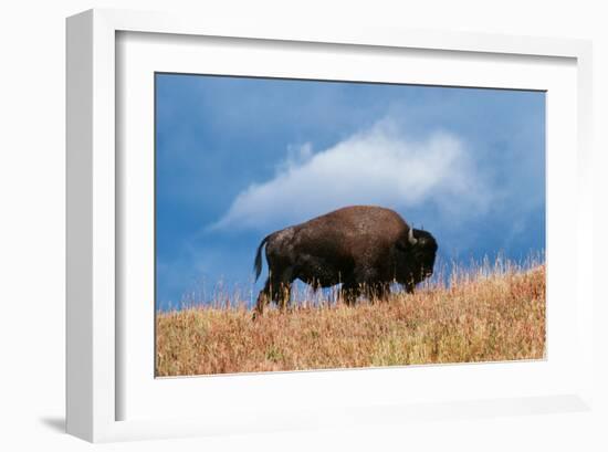 Bison, Yellowstone National Park, Wyoming II-Art Wolfe-Framed Giclee Print