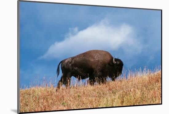 Bison, Yellowstone National Park, Wyoming II-Art Wolfe-Mounted Giclee Print