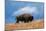 Bison, Yellowstone National Park, Wyoming II-Art Wolfe-Mounted Giclee Print