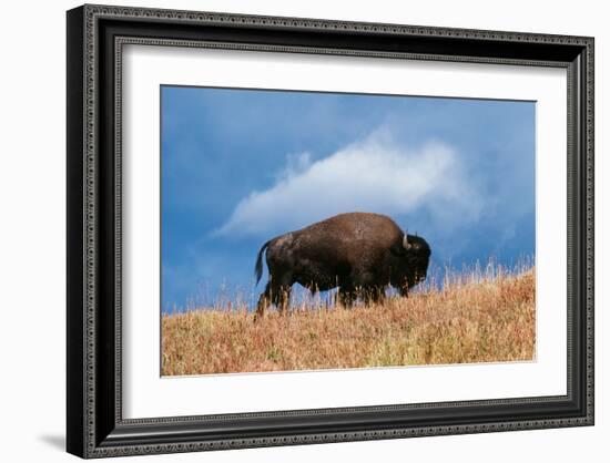 Bison, Yellowstone National Park, Wyoming II-Art Wolfe-Framed Giclee Print