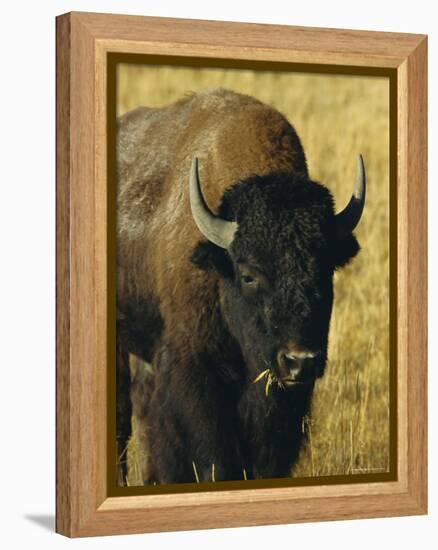 Bison, Yellowstone National Park, Wyoming, USA-Roy Rainford-Framed Premier Image Canvas