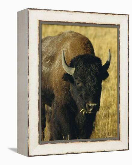 Bison, Yellowstone National Park, Wyoming, USA-Roy Rainford-Framed Premier Image Canvas