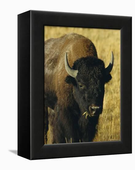 Bison, Yellowstone National Park, Wyoming, USA-Roy Rainford-Framed Premier Image Canvas