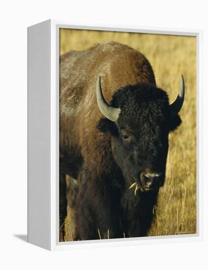 Bison, Yellowstone National Park, Wyoming, USA-Roy Rainford-Framed Premier Image Canvas