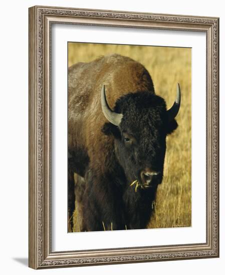 Bison, Yellowstone National Park, Wyoming, USA-Roy Rainford-Framed Photographic Print