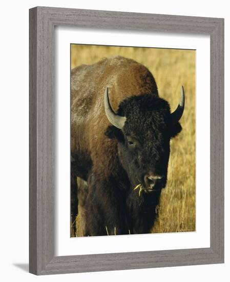 Bison, Yellowstone National Park, Wyoming, USA-Roy Rainford-Framed Photographic Print