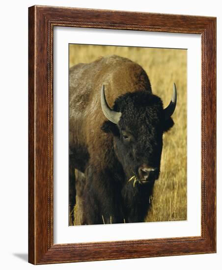 Bison, Yellowstone National Park, Wyoming, USA-Roy Rainford-Framed Photographic Print