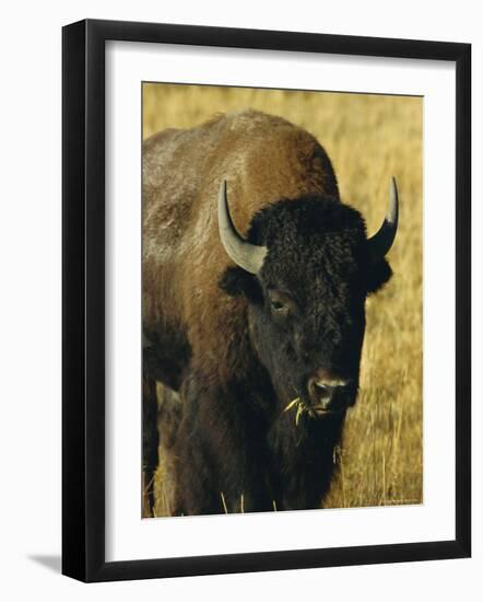 Bison, Yellowstone National Park, Wyoming, USA-Roy Rainford-Framed Photographic Print