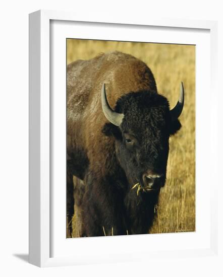 Bison, Yellowstone National Park, Wyoming, USA-Roy Rainford-Framed Photographic Print