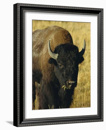 Bison, Yellowstone National Park, Wyoming, USA-Roy Rainford-Framed Photographic Print