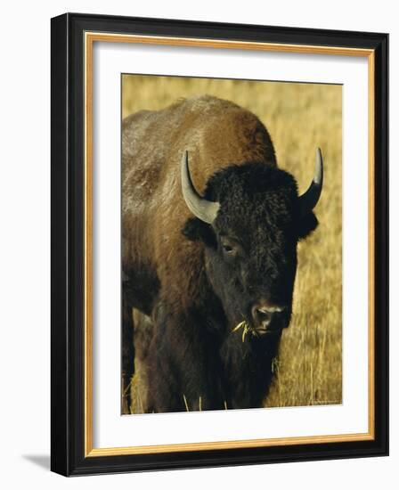 Bison, Yellowstone National Park, Wyoming, USA-Roy Rainford-Framed Photographic Print