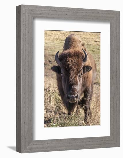 Bison, Yellowstone National Park, Wyoming, USA-Tom Norring-Framed Photographic Print