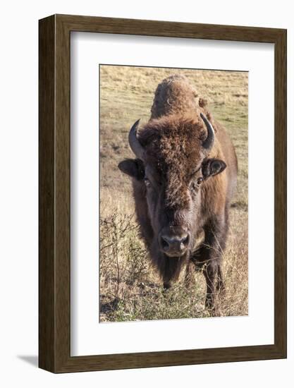 Bison, Yellowstone National Park, Wyoming, USA-Tom Norring-Framed Photographic Print