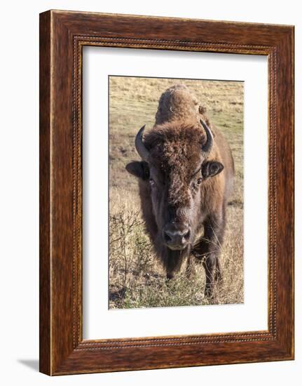 Bison, Yellowstone National Park, Wyoming, USA-Tom Norring-Framed Photographic Print