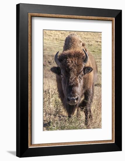 Bison, Yellowstone National Park, Wyoming, USA-Tom Norring-Framed Photographic Print