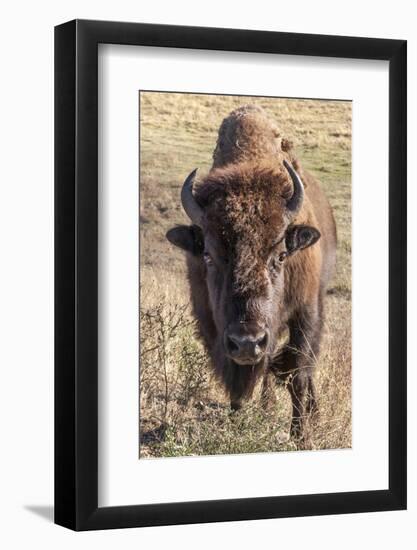 Bison, Yellowstone National Park, Wyoming, USA-Tom Norring-Framed Photographic Print