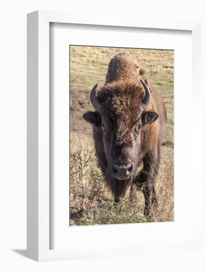 Bison, Yellowstone National Park, Wyoming, USA-Tom Norring-Framed Photographic Print