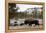 Bison, Yellowstone National Park, Wyoming-Paul Souders-Framed Premier Image Canvas