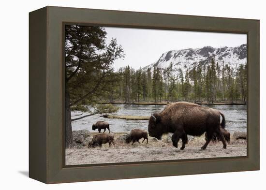 Bison, Yellowstone National Park, Wyoming-Paul Souders-Framed Premier Image Canvas